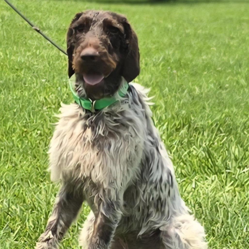 Lil Man (Wellston, Ohio), a Adoptable German Wirehaired Pointer in Santa Rosa, CA image 2/4
