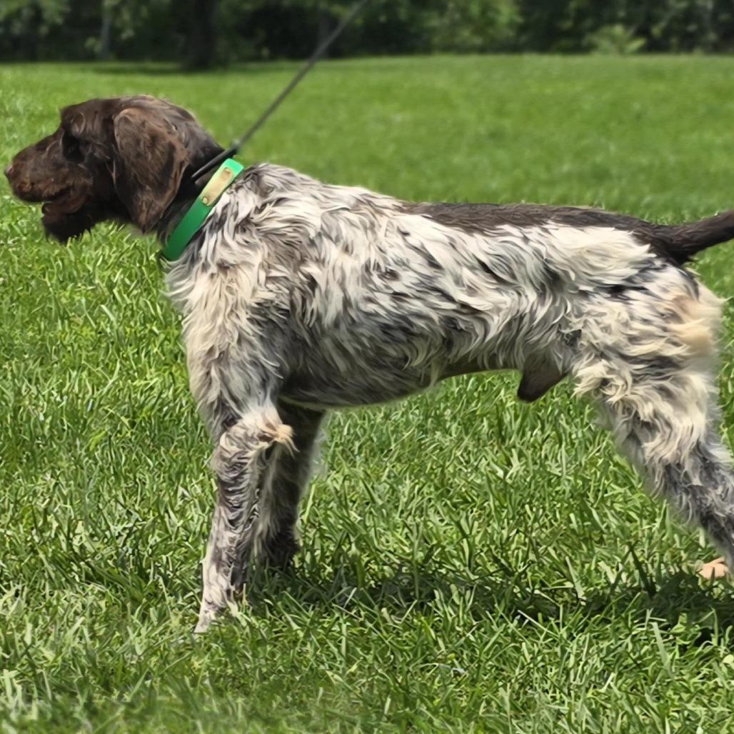 Lil Man (Wellston, Ohio), a Adoptable German Wirehaired Pointer in Santa Rosa, CA image 3/4
