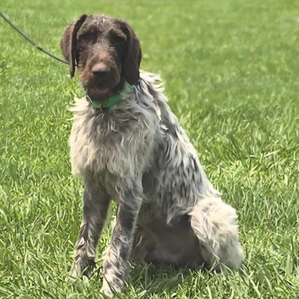 Lil Man (Wellston, Ohio), a Adoptable German Wirehaired Pointer in Santa Rosa, CA image 4/4