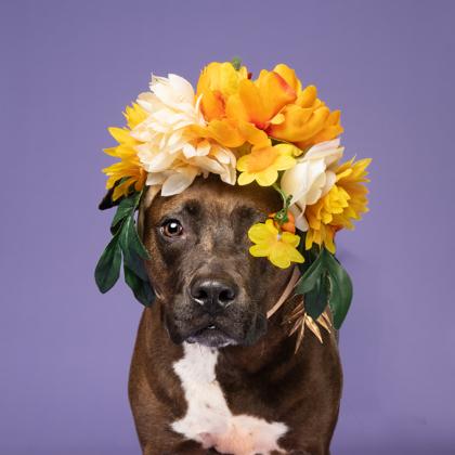 Enlarge AMY, a Adoptable mixed breed in Atlanta, GA image 1/3