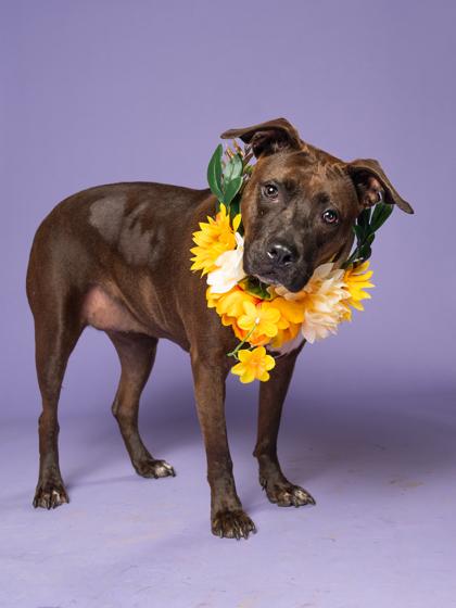 AMY, a Adoptable mixed breed in Atlanta, GA image 3/3