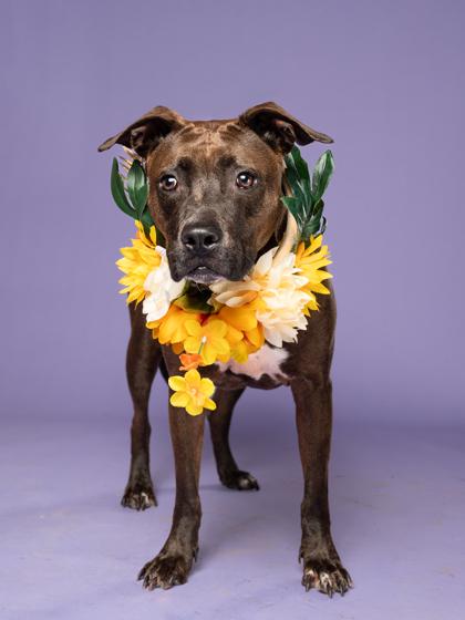 Enlarge AMY, a Adoptable mixed breed in Atlanta, GA image 3/3
