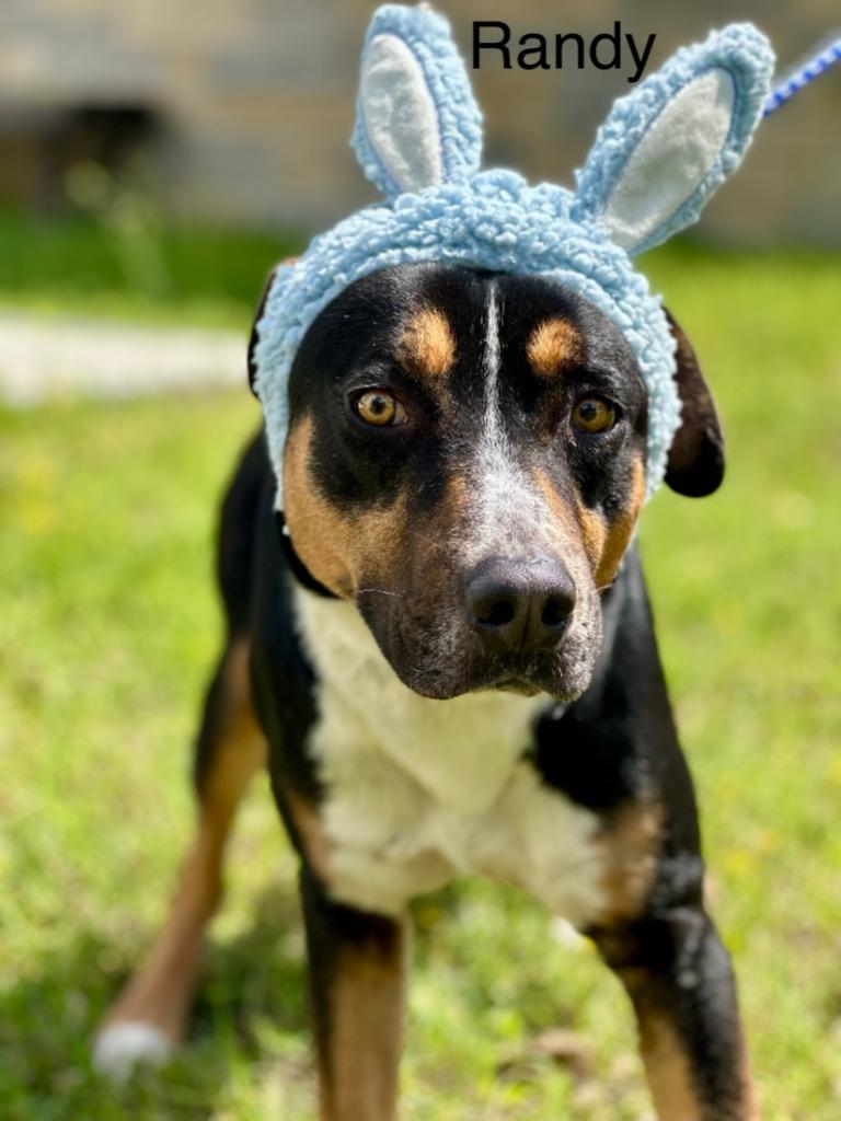 Randy, Adoptable, Adult Male Labrador Retriever.