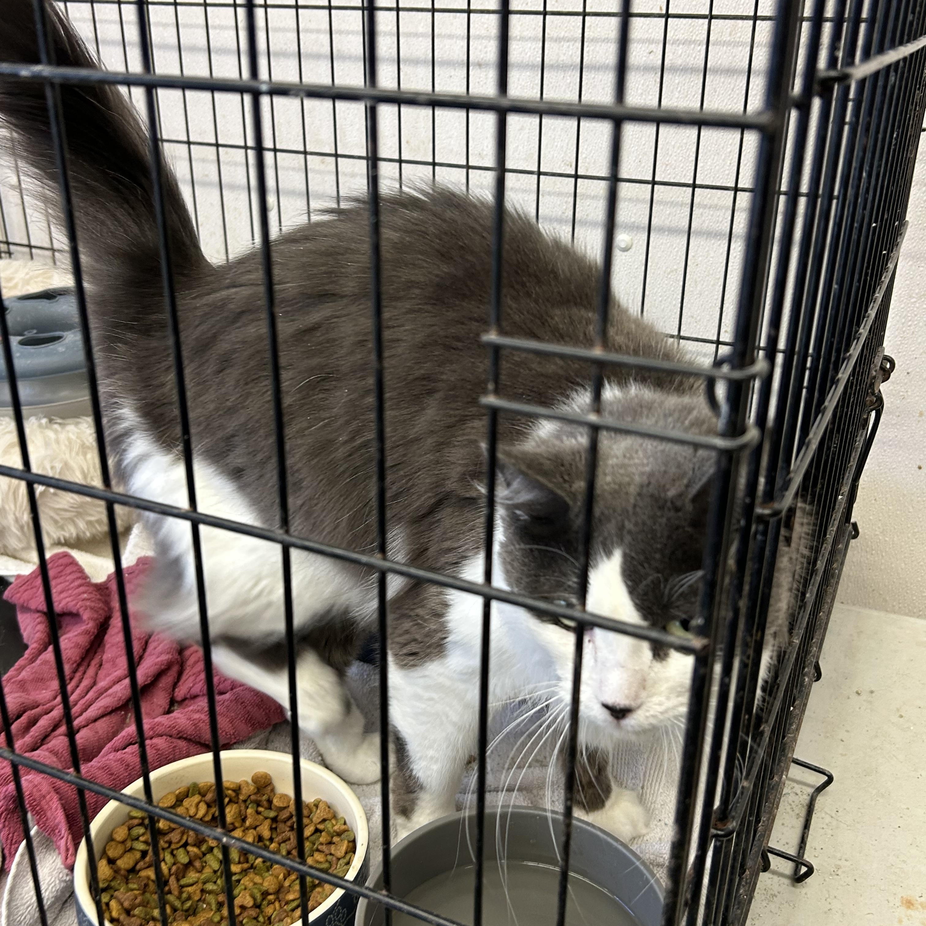 Enlarge Bean and Gideon, a Adoptable mixed breed in Charles City, VA image 2/3