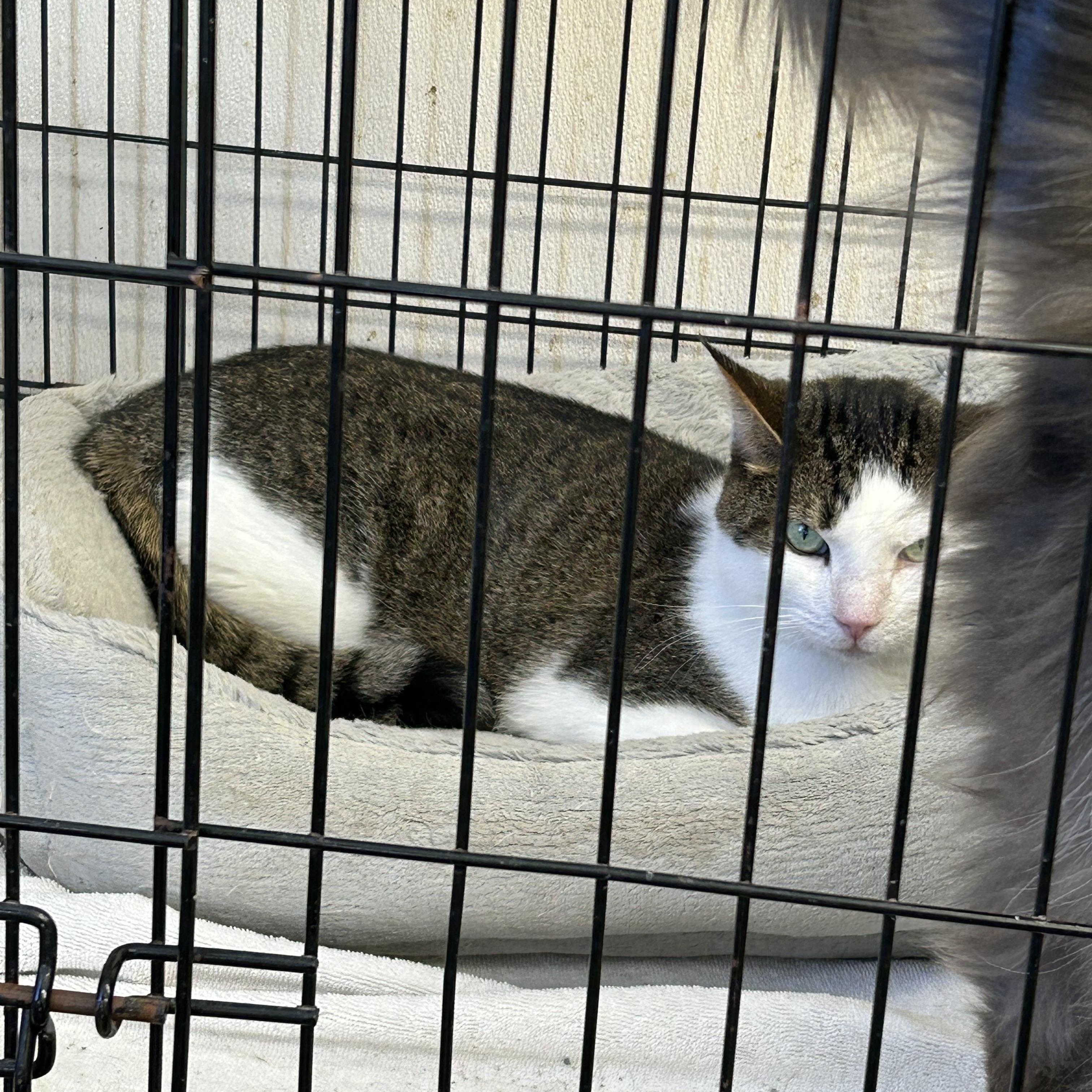 Enlarge Bean and Gideon, a Adoptable mixed breed in Charles City, VA image 1/3