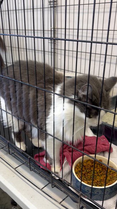 Enlarge Bean and Gideon, a Adoptable mixed breed in Charles City, VA video 3/3