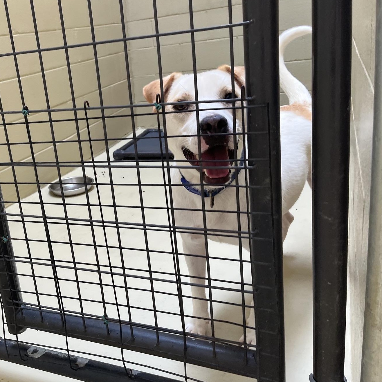 Enlarge George Jones, a Adoptable mixed breed in Clarksville, VA image 4/6