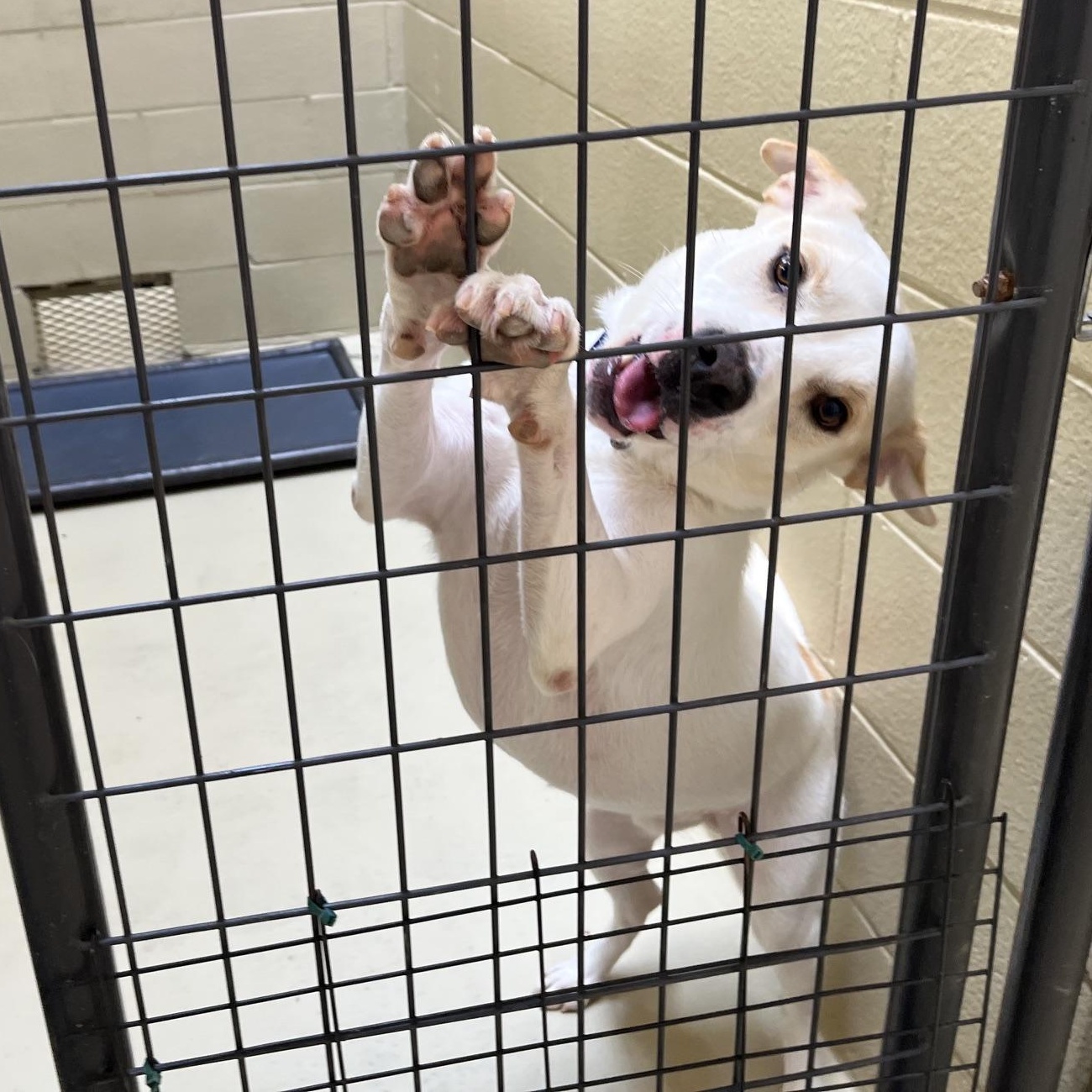 George Jones, Adoptable, Adult Male Hound & Shiba Inu.
