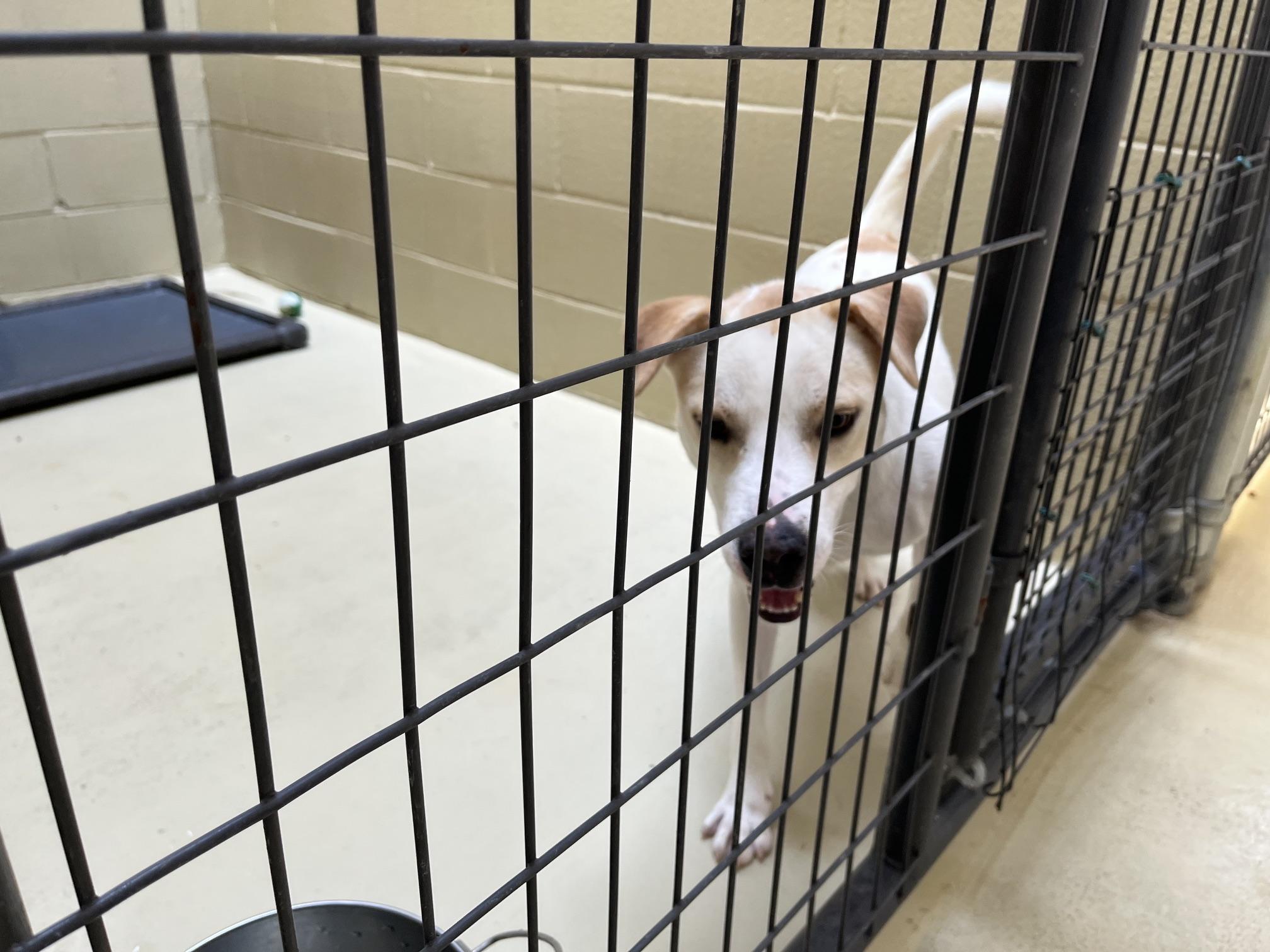 Enlarge George Jones, a Adoptable mixed breed in Clarksville, VA image 6/6