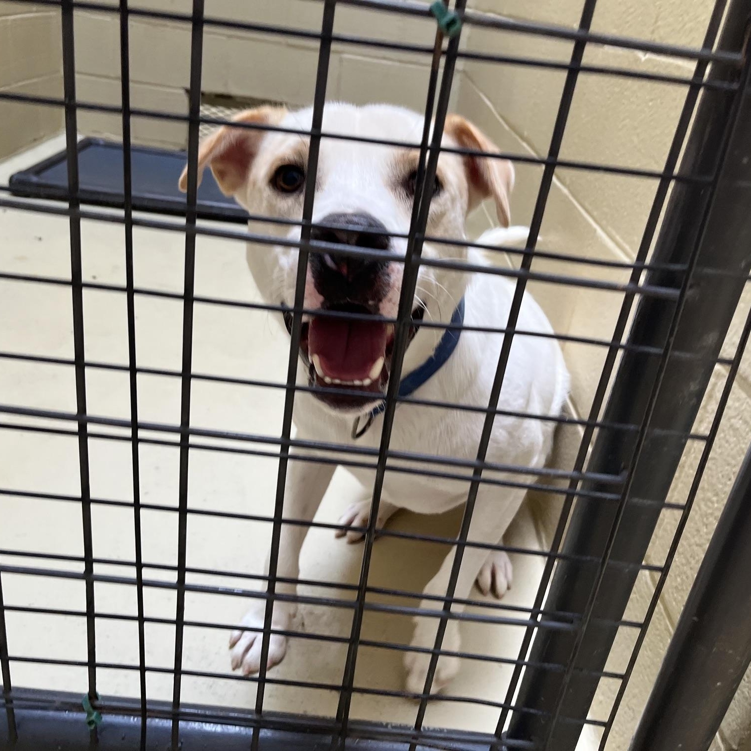 Enlarge George Jones, a Adoptable mixed breed in Clarksville, VA image 3/6