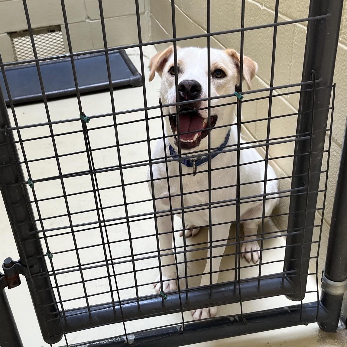 Enlarge George Jones, a Adoptable mixed breed in Clarksville, VA image 5/6