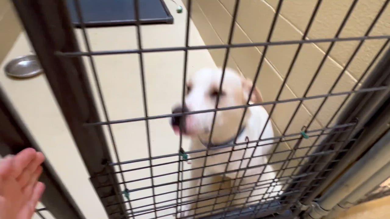 Enlarge George Jones, a Adoptable mixed breed in Clarksville, VA video 2/6
