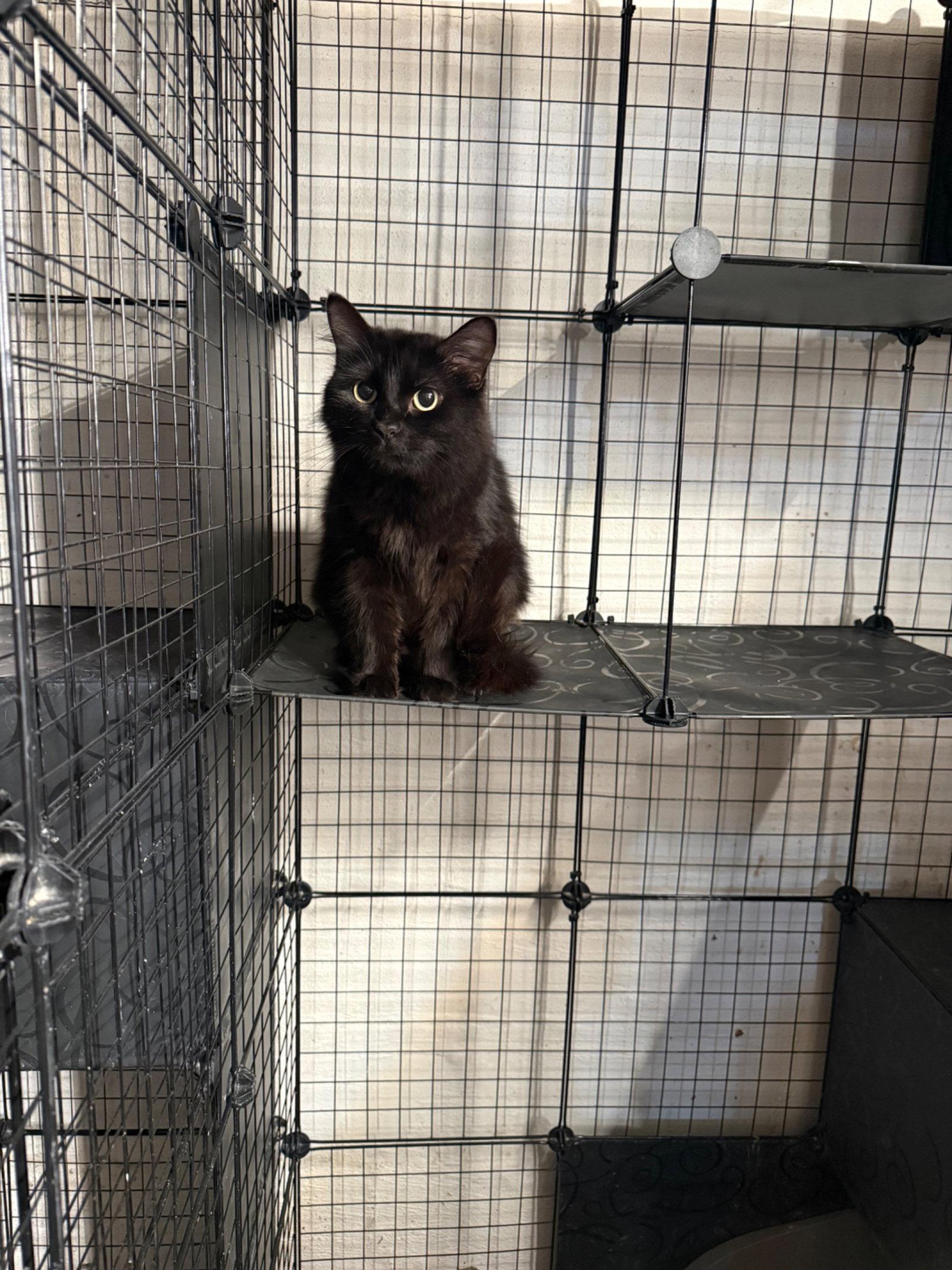 Raven - JM, Adoptable, Young Female Domestic Medium Hair.