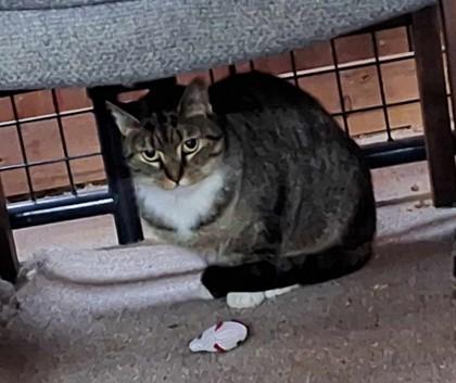 Enlarge Moscato, a Adoptable Domestic Short Hair in Bath, NY image 1/1