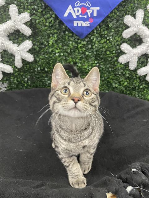 SCOUT, Adoptable, Kitten Male Domestic Short Hair.