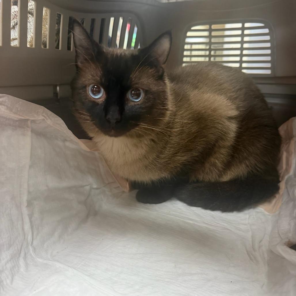 Enlarge Cosmic Brownie, a Adoptable American Shorthair in Donalsonville, GA image 1/1