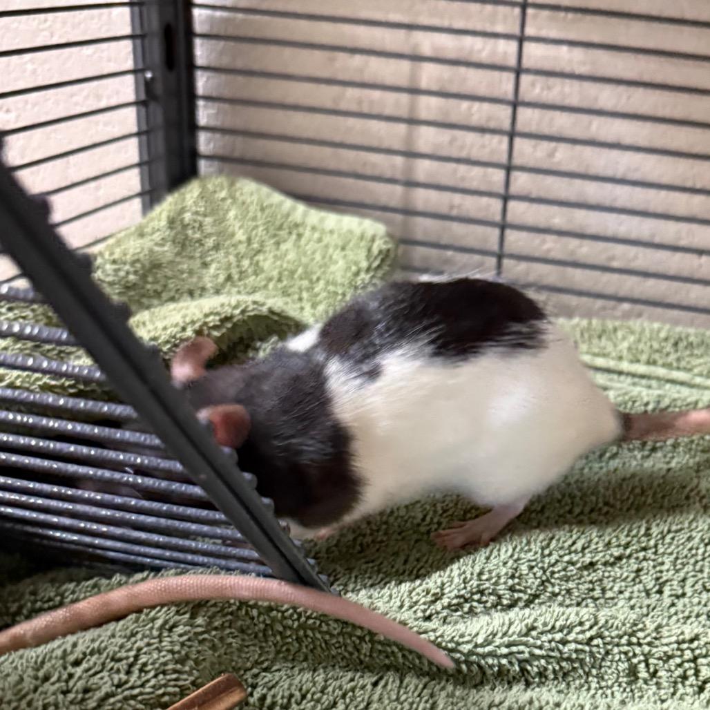 Enlarge Pomni, a Adoptable Rat in Council Bluffs, IA image 1/1