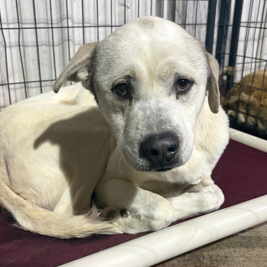 Champ, Adoptable, Adult Male Labrador Retriever & Mixed Breed.