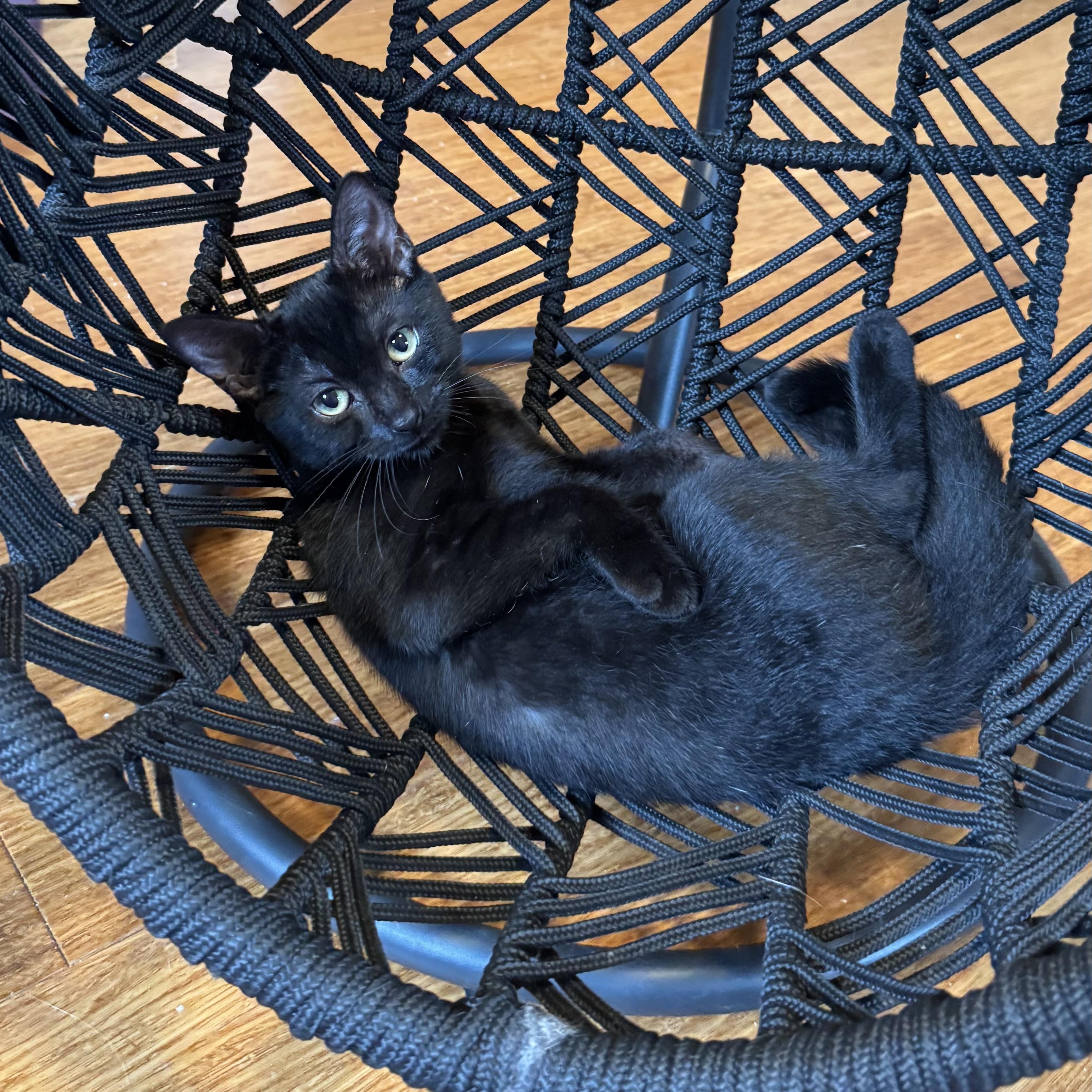 Enlarge Nova, an adopted Domestic Short Hair in East Northport, NY image 4/4