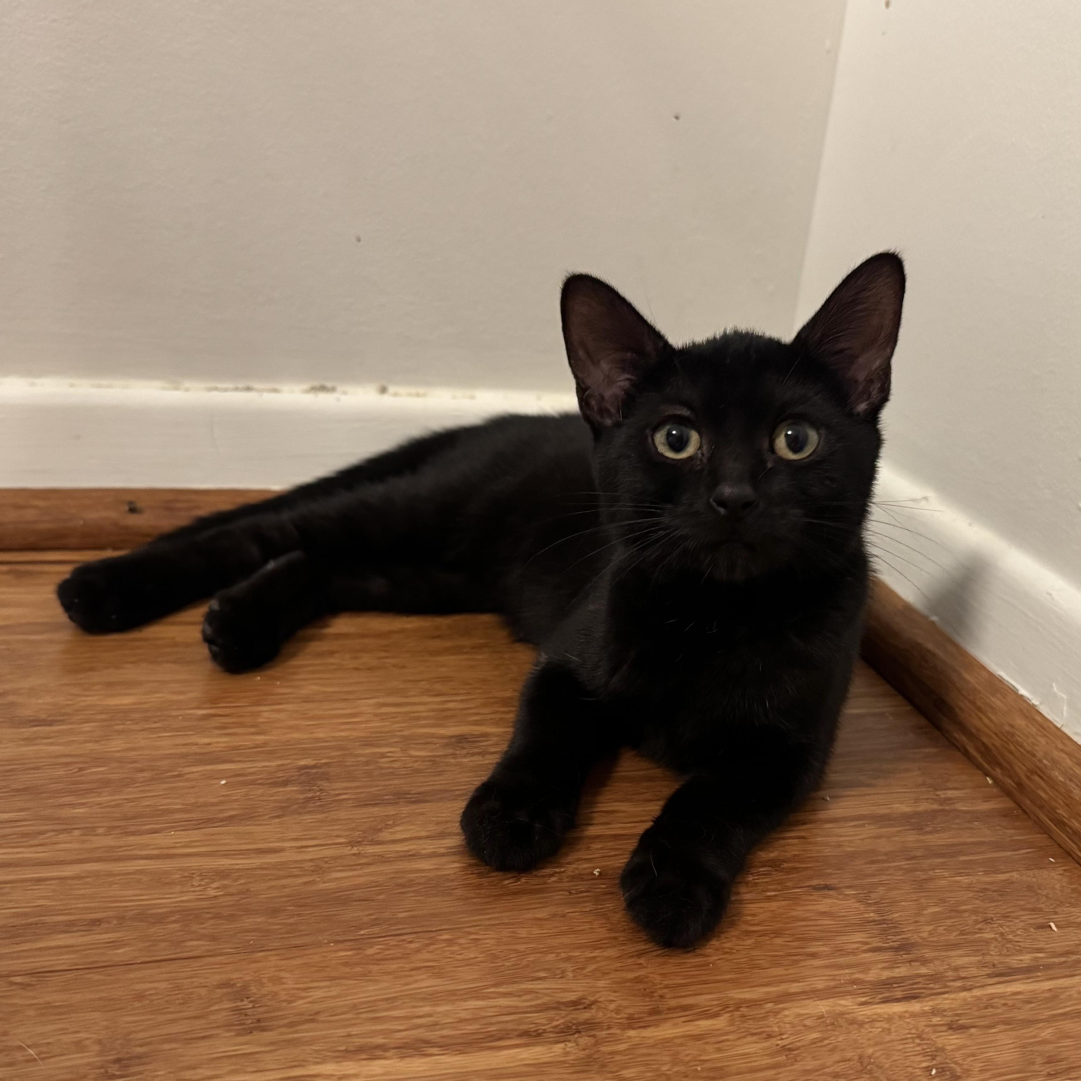 Nova, adopted, Kitten Female Domestic Short Hair.