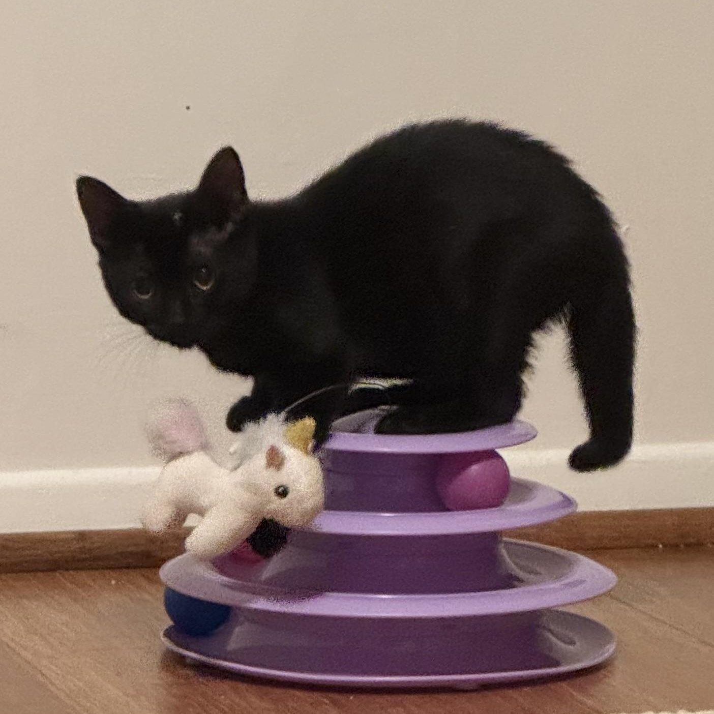Enlarge Nova, an adopted Domestic Short Hair in East Northport, NY image 3/4