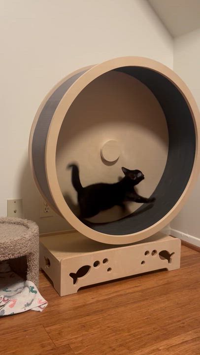 Enlarge Nova, an adopted Domestic Short Hair in East Northport, NY video 2/4
