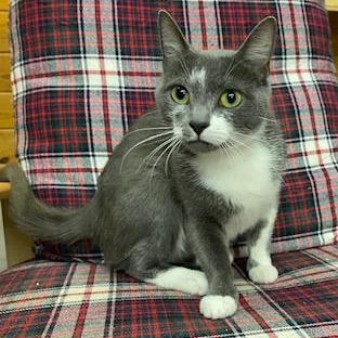 Andromeda aka Luna - very sweet girl, an adoptable Domestic Short Hair in Southern Pines, NC image 1/3