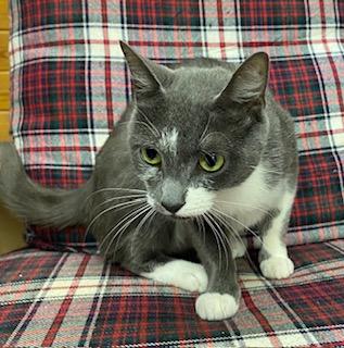 Andromeda aka Luna - very sweet girl, an adoptable Domestic Short Hair in Southern Pines, NC image 3/3