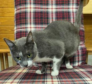 Andromeda aka Luna - very sweet girl, an adoptable Domestic Short Hair in Southern Pines, NC image 2/3