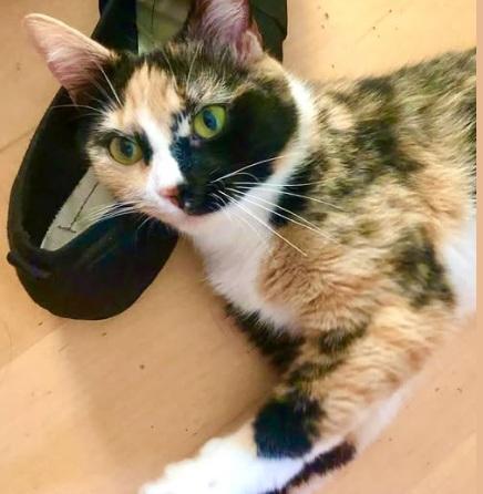 Mango, a Adoptable Calico in Norwood, MA image 1/3