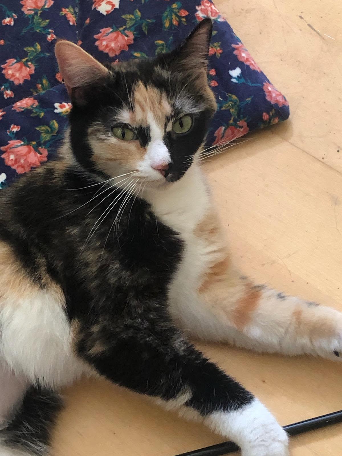 Mango, a Adoptable Calico in Norwood, MA image 2/3