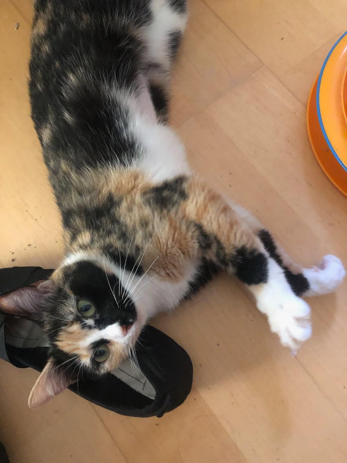 Mango, a Adoptable Calico in Norwood, MA image 3/3