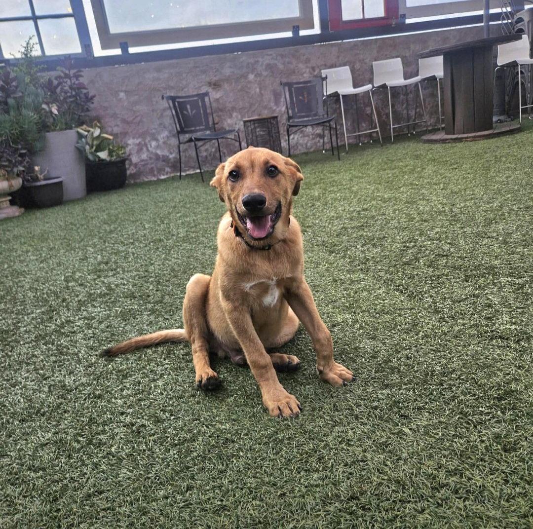Matt, Adopted, Puppy Male Labrador Retriever & Golden Retriever.
