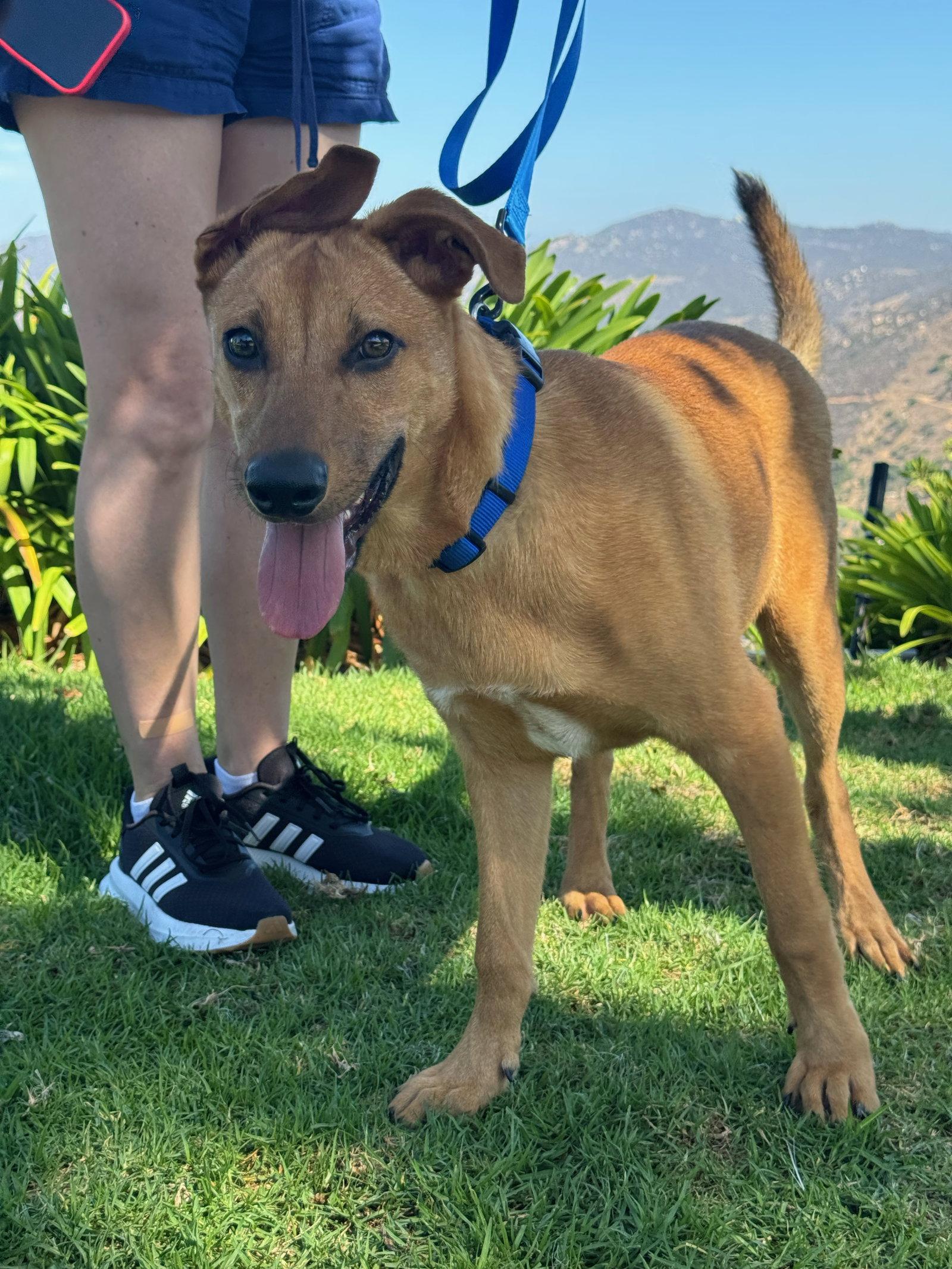 Enlarge Matt, a Adopted mixed breed in Escondido, CA image 2/3
