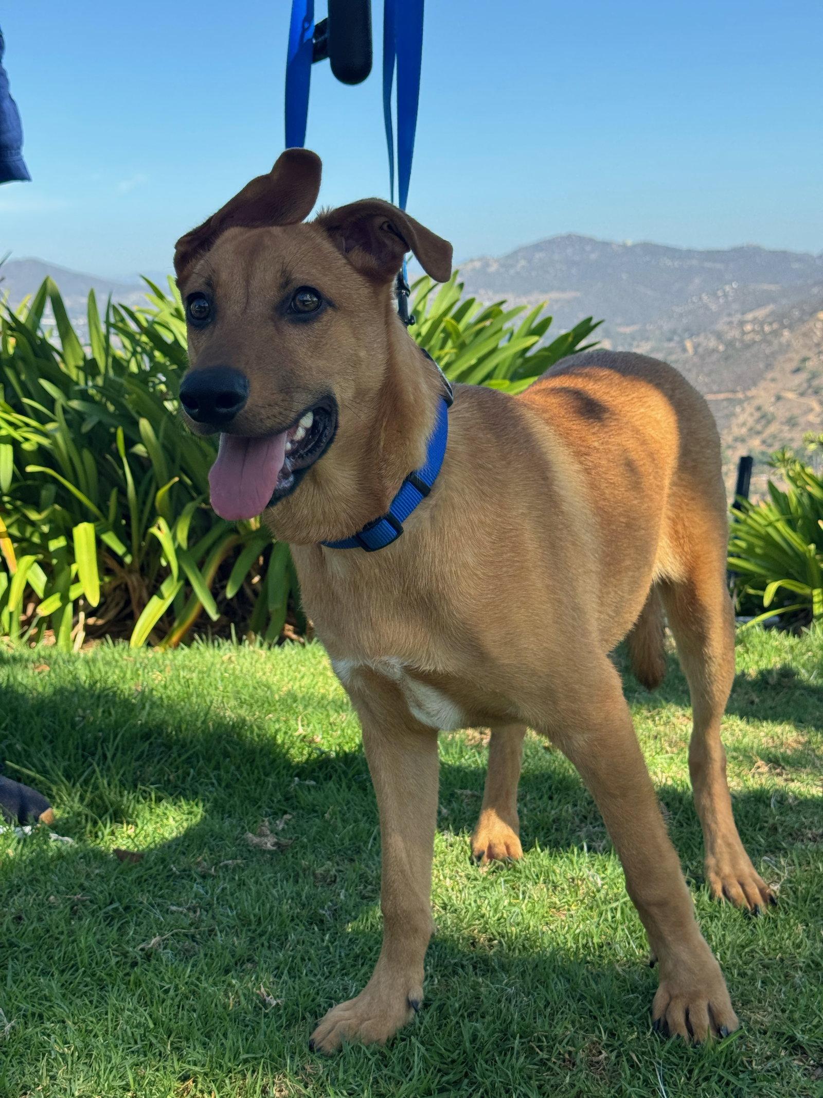 Enlarge Matt, a Adopted mixed breed in Escondido, CA image 3/3