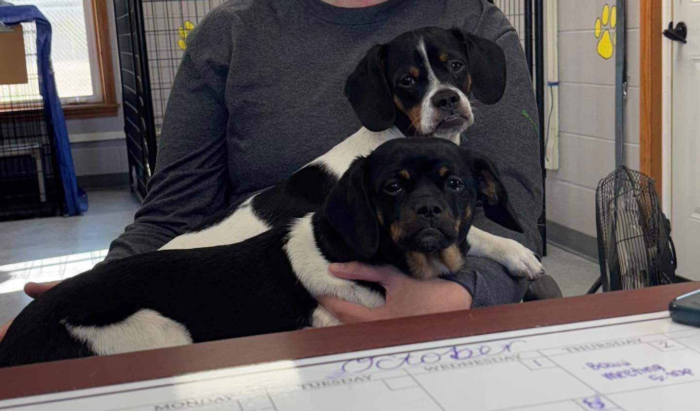 Jake, adopted, Young Male Dachshund & Pug.