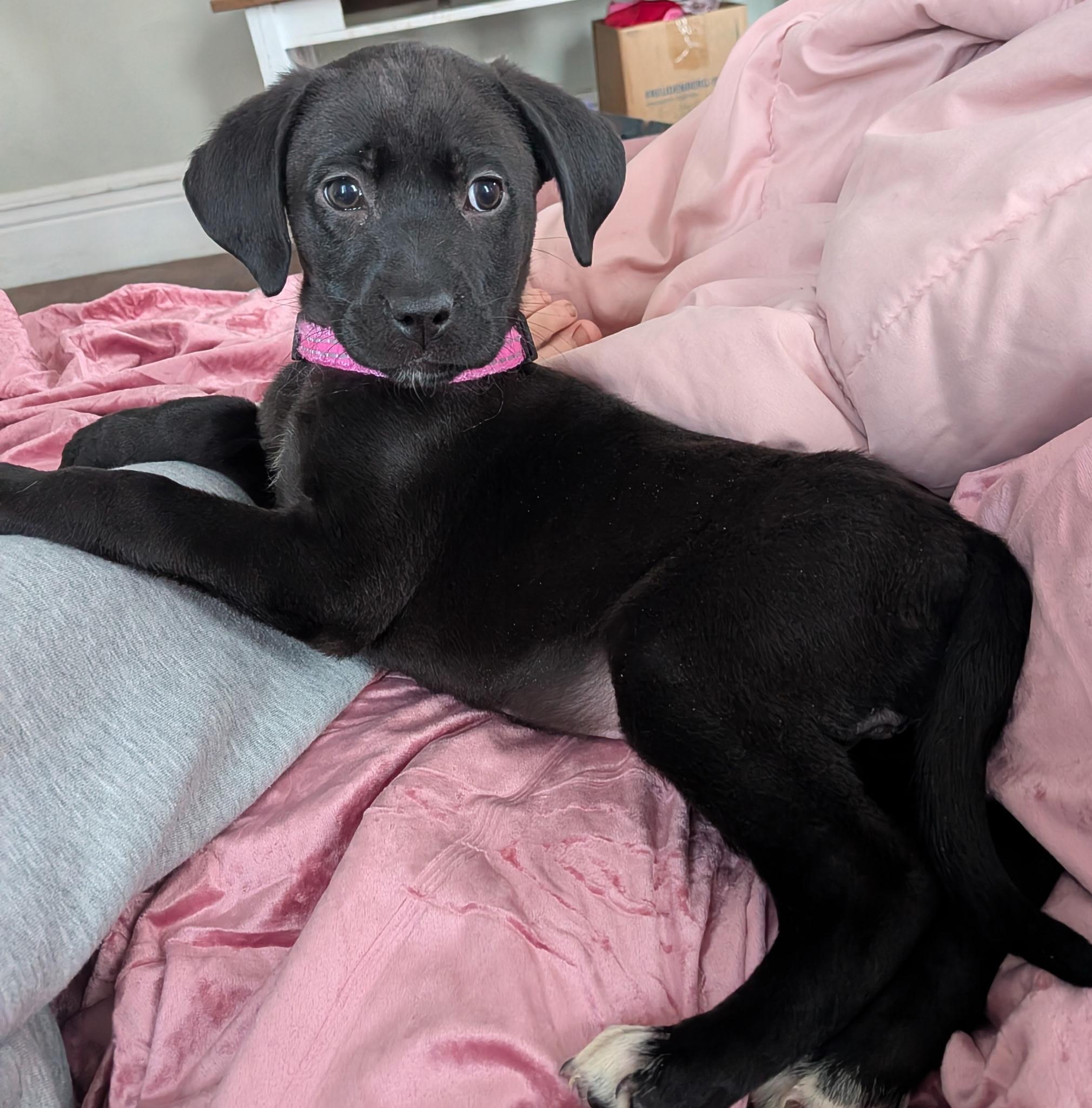 Enlarge Sandy , an adopted mixed breed in Elkhorn, WI image 1/4