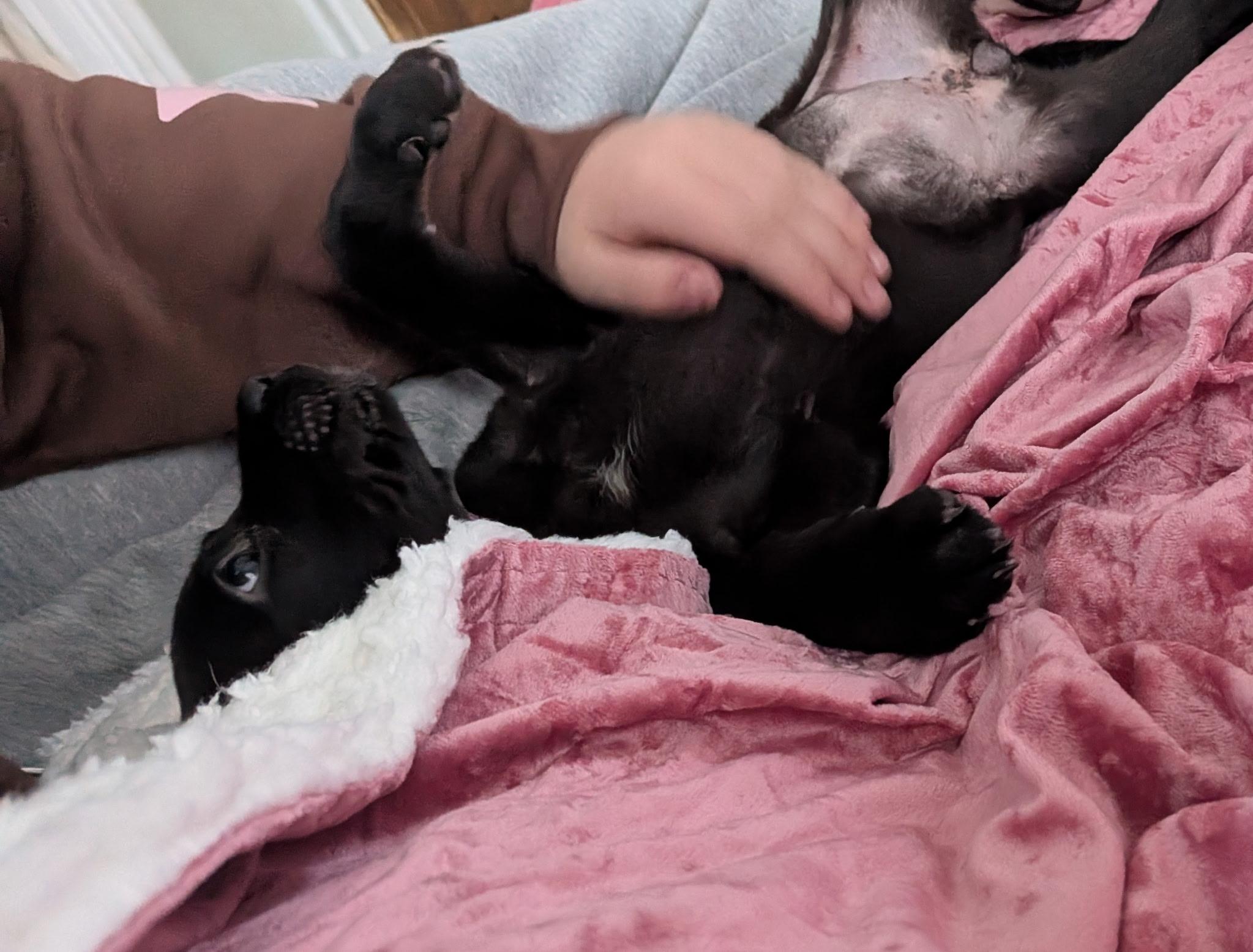 Enlarge Sandy , an adopted mixed breed in Elkhorn, WI image 3/4