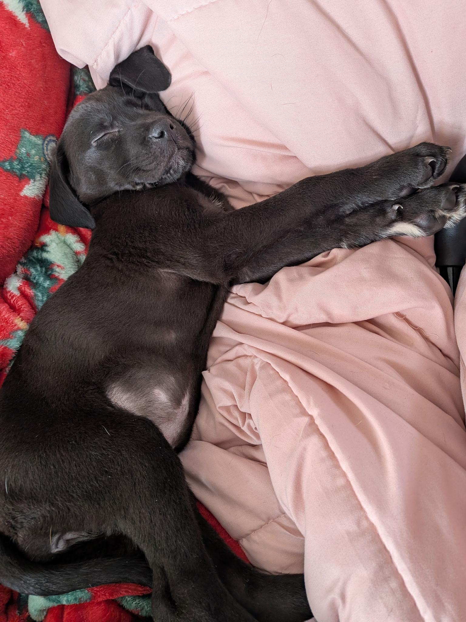 Enlarge Sandy , an adopted mixed breed in Elkhorn, WI image 2/4