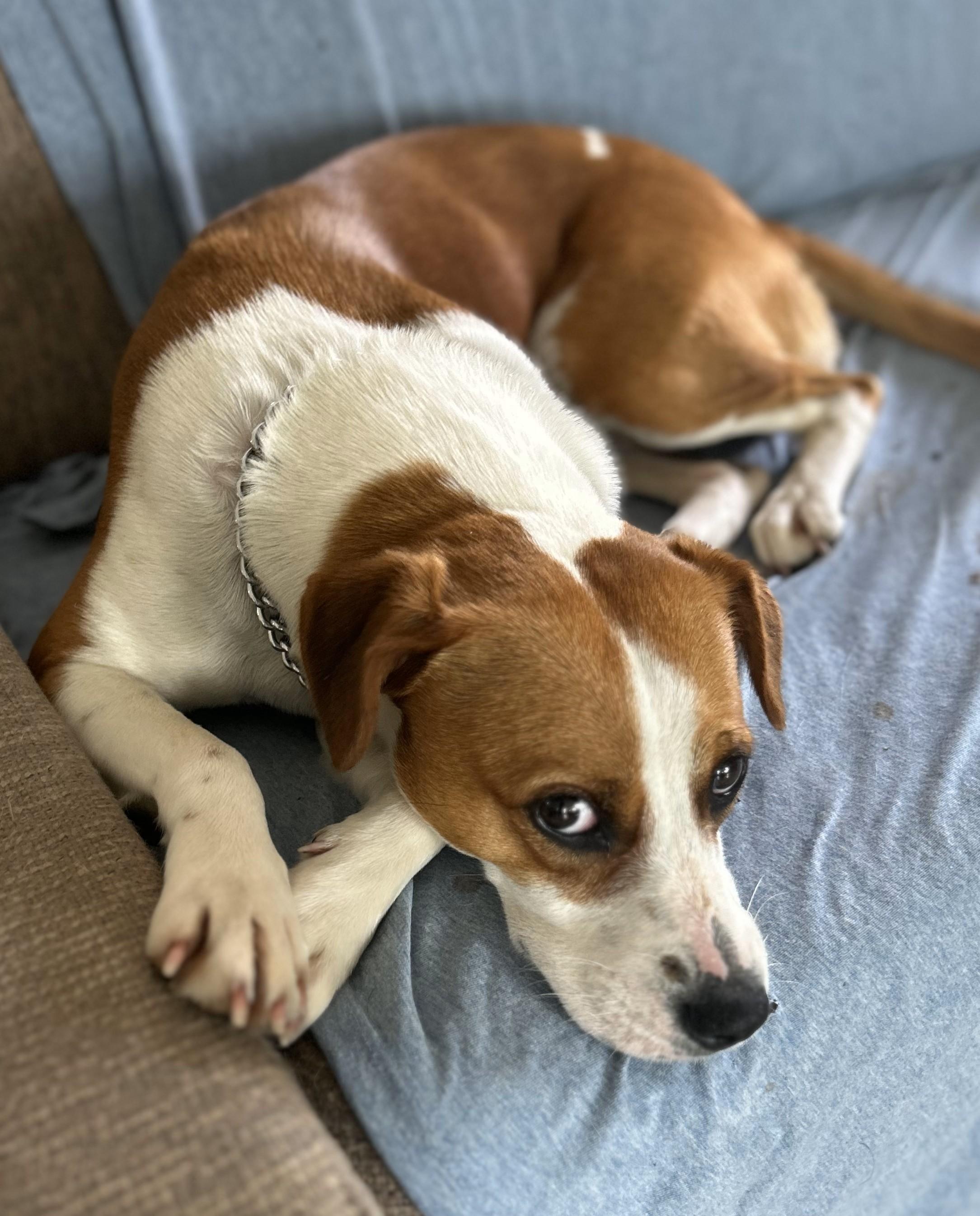 Chicky, a Adoptable mixed breed in Gulfport, MS image 5/5
