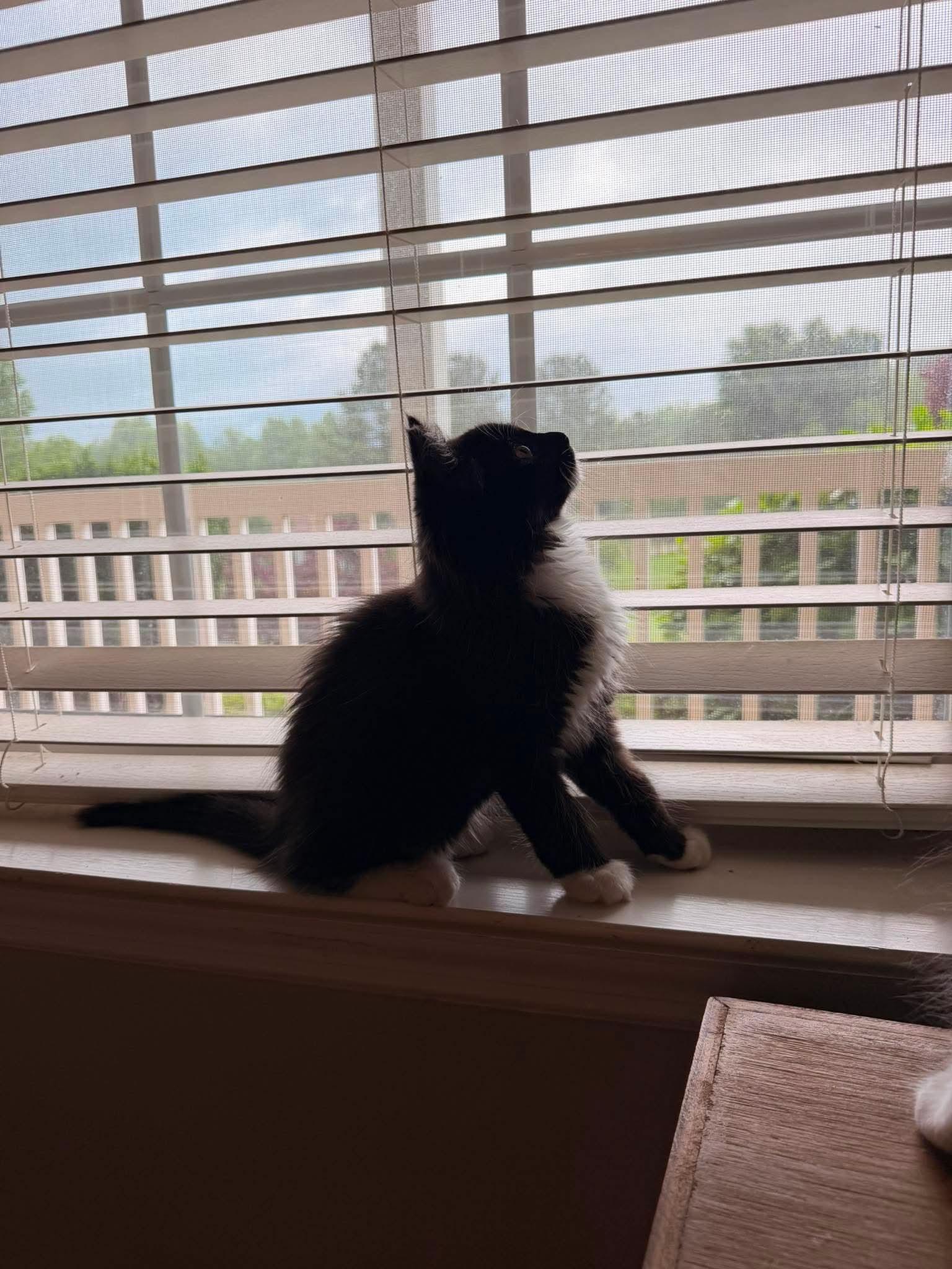 Olive, a Adoptable Domestic Long Hair in Oakboro , NC image 1/3