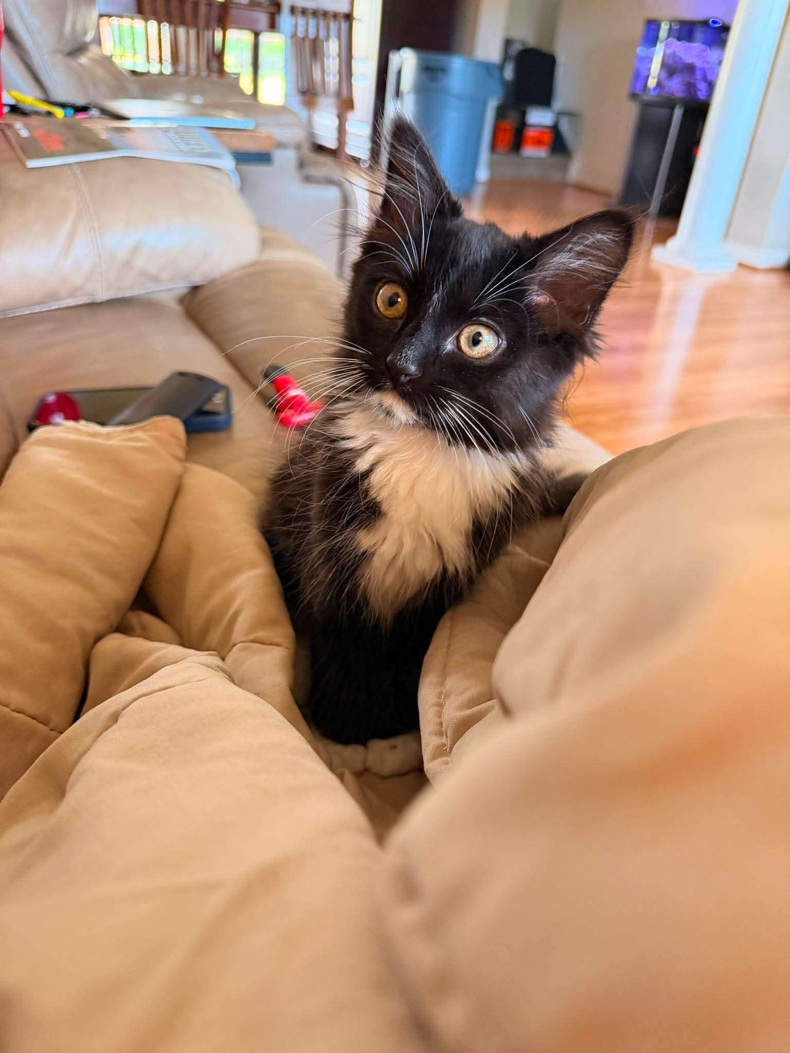Olive, a Adoptable Domestic Long Hair in Oakboro , NC image 2/3
