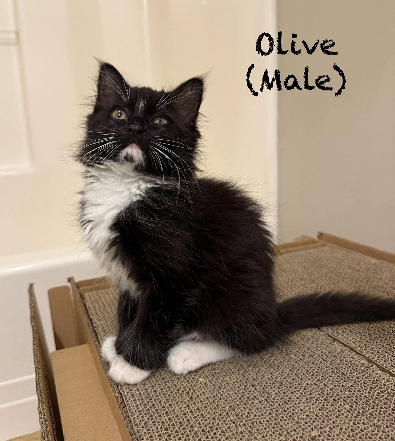 Olive, a Adoptable Domestic Long Hair in Oakboro , NC image 3/3