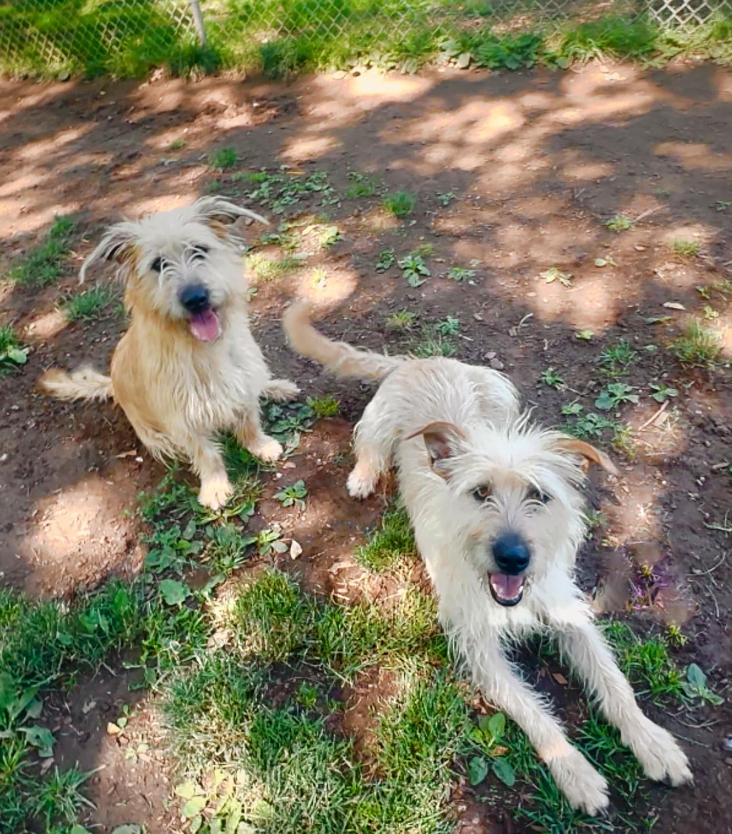 Ginny & Georgia, a ADOPTABLE mixed breed in Albuquerque, NM image 2/2