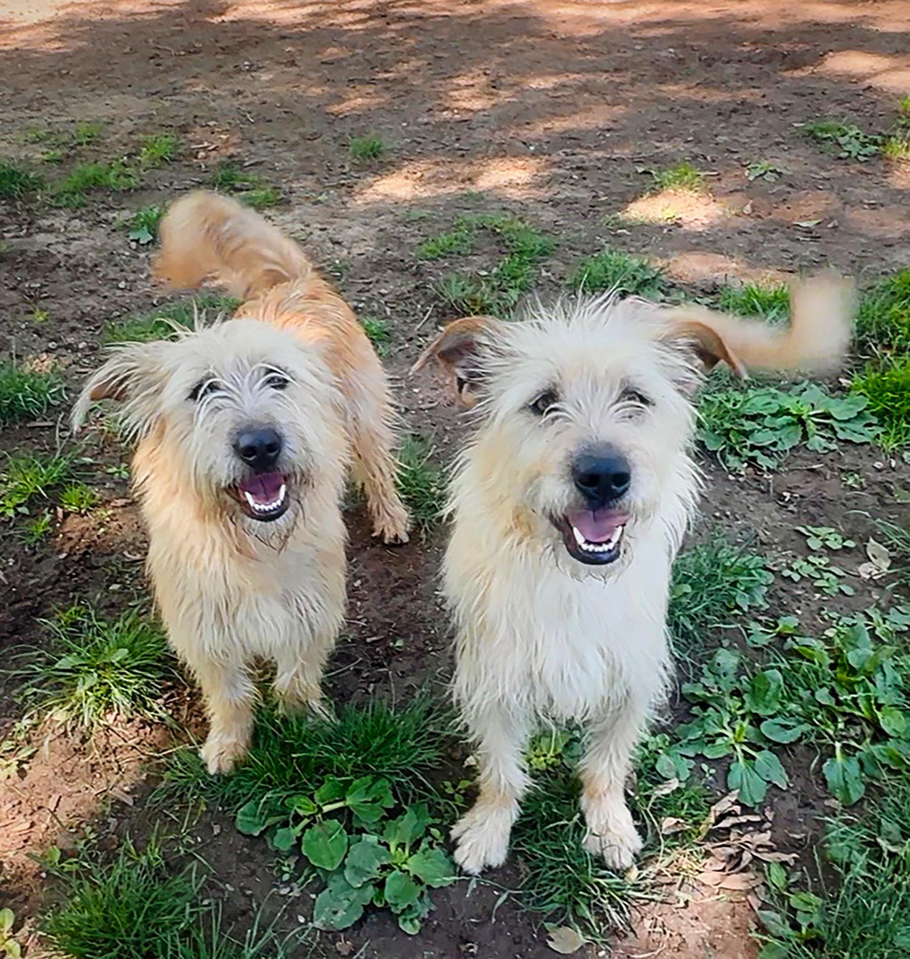 Ginny & Georgia, ADOPTABLE, Adult Female Terrier.