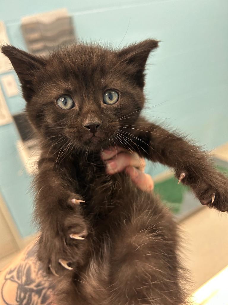 Myko, adopted, Young Male Domestic Short Hair.