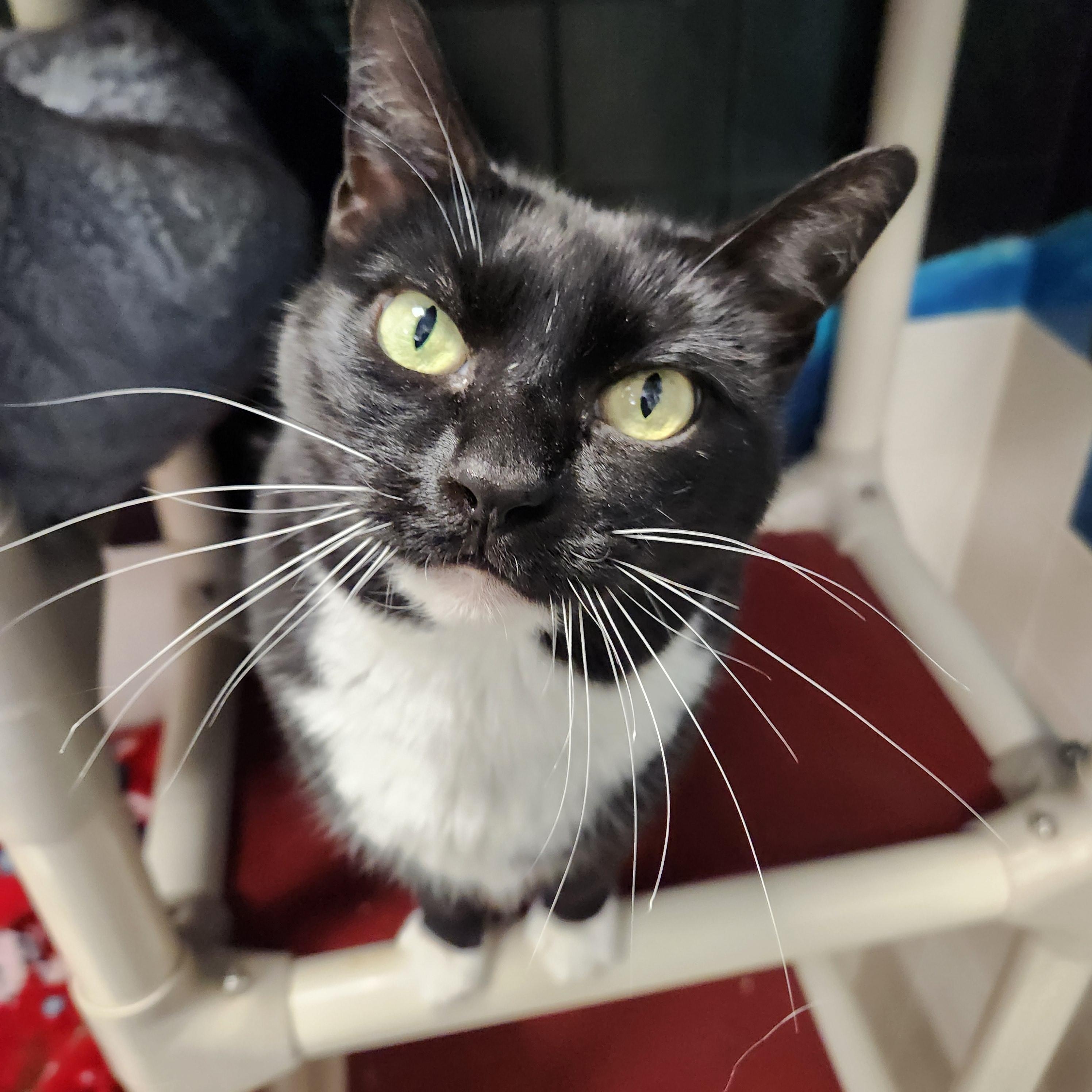 Enlarge Meg Big Dog Lover, an adopted Domestic Medium Hair in Houston, TX image 2/4