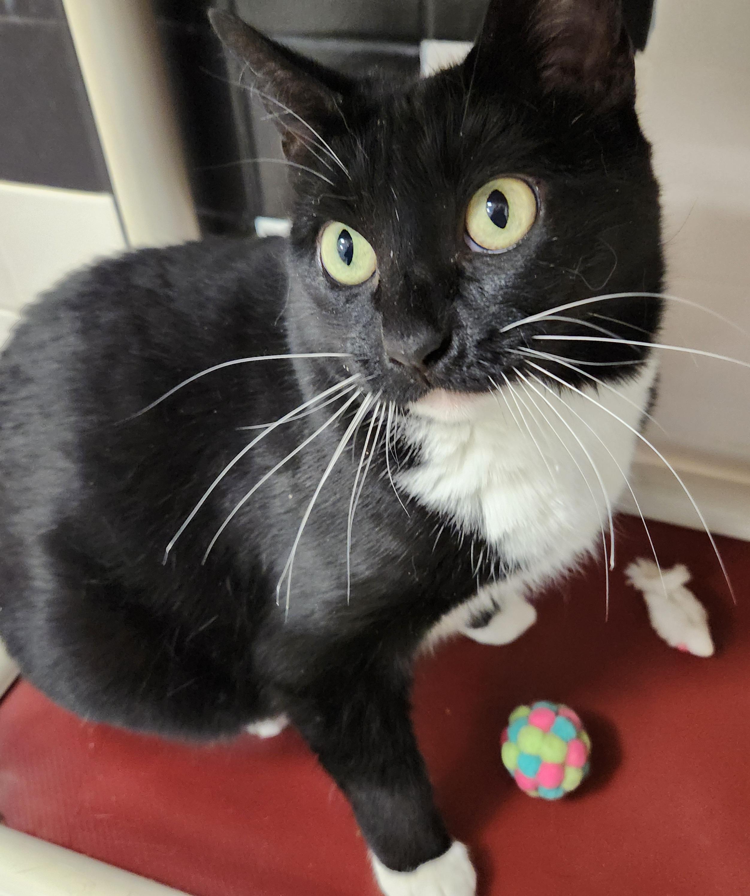 Enlarge Meg Big Dog Lover, an adopted Domestic Medium Hair in Houston, TX image 1/4