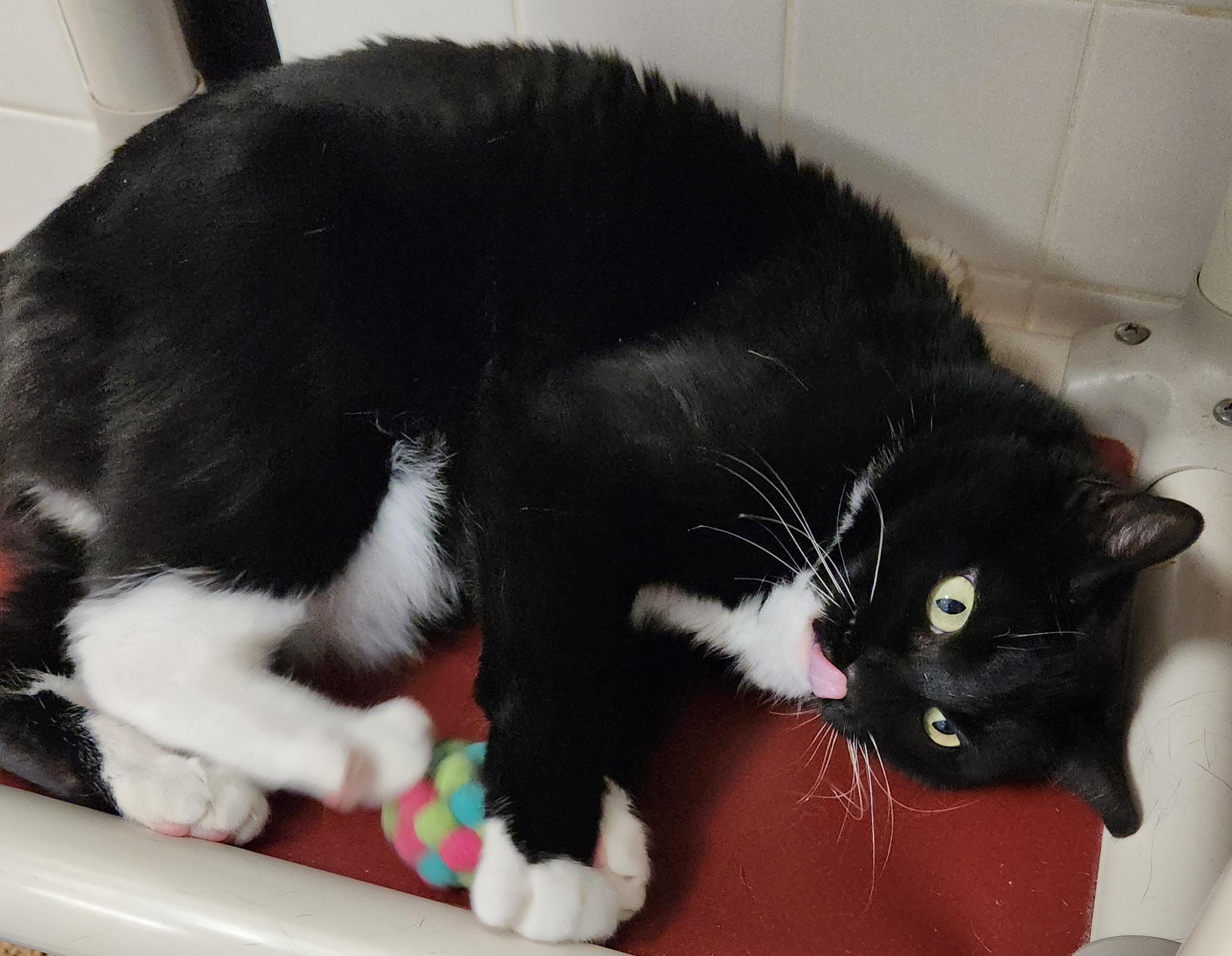 Enlarge Meg Big Dog Lover, an adopted Domestic Medium Hair in Houston, TX image 3/4