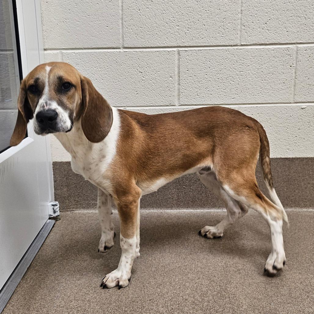 Quicksilver, Adoptable, Adult Male Hound.